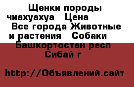 Щенки породы чиахуахуа › Цена ­ 12 000 - Все города Животные и растения » Собаки   . Башкортостан респ.,Сибай г.